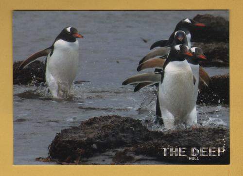 `The Deep - Gentoo Penguins`- Postally Unused - The Deep Postcard.